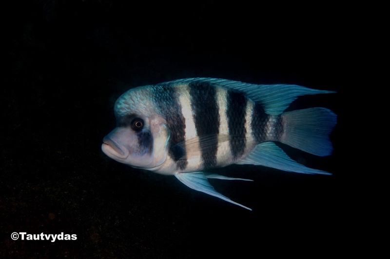 Cyphotilapia gibberosa 'Cape Nundo'